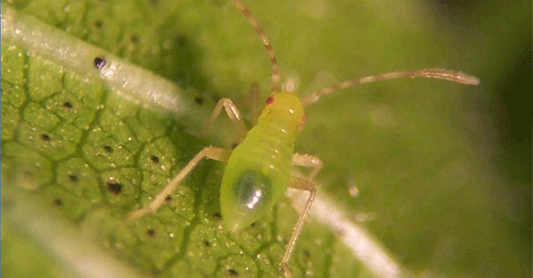 Creontiades Plant Bug
