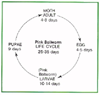 Pink Bollworm Life Cycle